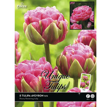 Pachet cu 8 bulbi de lalele Tulipa Aveyron, soi lalea cu flori de bujor