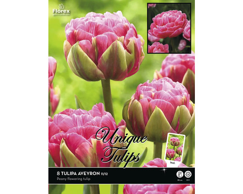 Pachet cu 8 bulbi de lalele Tulipa Aveyron, soi lalea cu flori de bujor