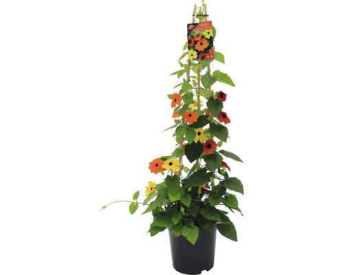 Tunbergia/ Suzana cu ochi negri FloraSelf Thunbergia alata H ca. 90 cm ghiveci Ø 19 cm