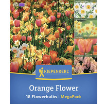 Kiepenkerl Orange Flower bulbi de flori pachet de 18 bucăți