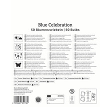Pachet de bulbi Blue Celebration cu informații despre locație, utilizare, caracteristici și origine