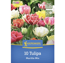 Kiepenkerl Logo 10 lalele Murillo Mix