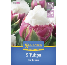 Pachet cu cinci lalele tip Ice Cream