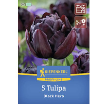 Pachet cu cinci lalele din soiul Black Hero