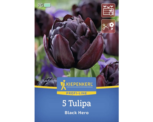 Pachet cu cinci lalele din soiul Black Hero