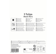 Ambalaj pentru 5 bulbi de lalele Black Hero cu informații despre locație, plantare și utilizare