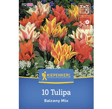 Sigla Kiepenkerl, 10 lalele mix balcon