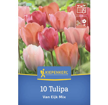 Kiepenkerl 10 lalele Van Eijk Mix ambalaj