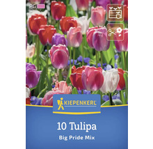 Pachet cu 10 lalele Big Pride Mix