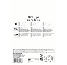 Ambalaj cu 10 lalele Big Pride Mix cu informații despre locație, utilizare și origine