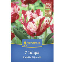 Sigla Kiepenkerl. 7 Tulipa Estella Rijnveld.