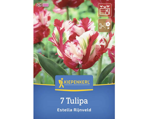 Sigla Kiepenkerl. 7 Tulipa Estella Rijnveld.