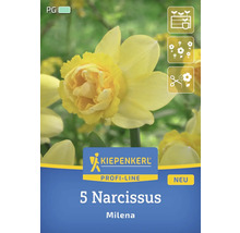 Pachet cu 5 narcise din soiul Milena de la Kiepenkerl Profi-Line