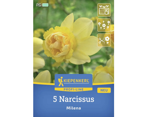 Pachet cu 5 narcise din soiul Milena de la Kiepenkerl Profi-Line