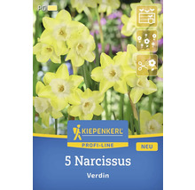Pachet cu 5 narcise din soiul Verdin
