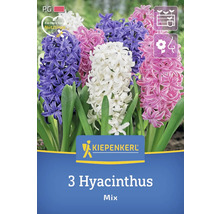 Pachet cu 3 zambile mix de la Kiepenkerl