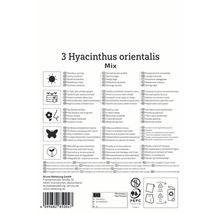 Informații despre Hyacinthus orientalis Mix