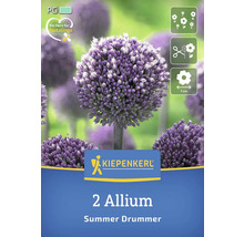 Pachet cu doi bulbi de ceapă decorativă de soiul Summer Drummer