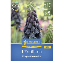 Ambalaj bulb Fritillaria ''Purple Favourite'' marca Kiepenkerl