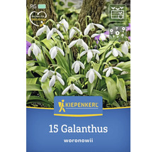 Pachet cu 15 bulbi de ghiocel Galanthus woronowii