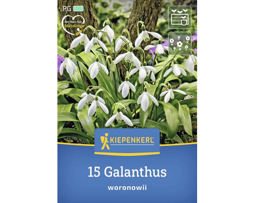Pachet cu 15 bulbi de ghiocel Galanthus woronowii