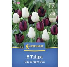 Pachet cu opt lalele din soiul Day & Night Duo