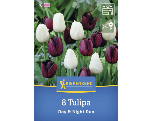 Pachet cu opt lalele din soiul Day & Night Duo