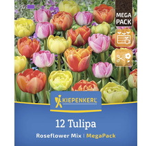 Logo Kiepenkerl, 12 lalele mix de flori de trandafir în ambalaj mega