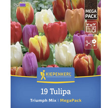 Logo Kiepenkerl. Pachet mix lalele Triumph cu simboluri pentru perioada de plantare, adâncime de plantare și floare tăiată.
