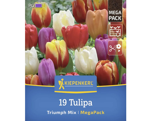 Logo Kiepenkerl. Pachet mix lalele Triumph cu simboluri pentru perioada de plantare, adâncime de plantare și floare tăiată.