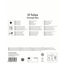 Informații 19 Tulipa Triumph Mix