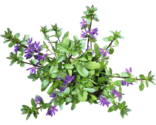 Scaevola Aemula floare evantai cu frunze și flori