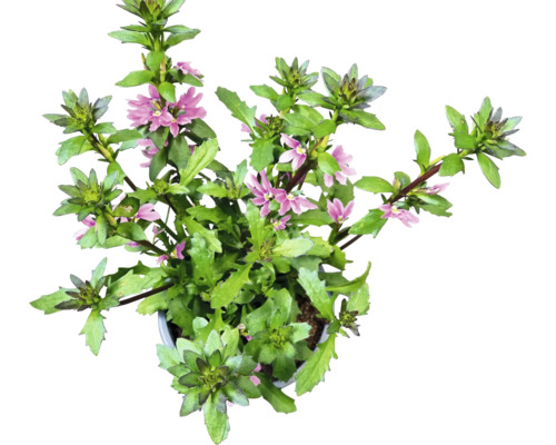 Plantă Scaevola cu frunze verzi și flori violete în ghiveci