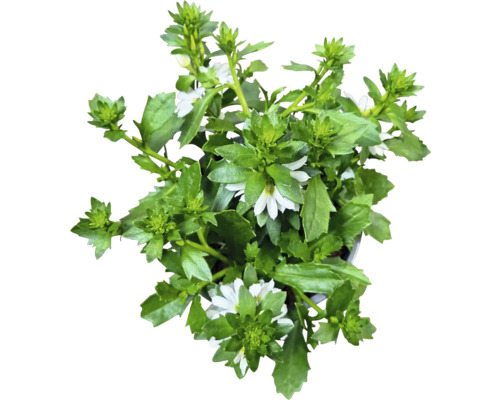 Plantă Scaevola cu flori albe și frunze verzi