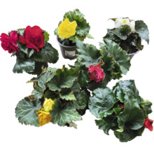 Diverse plante de begonie cu flori colorate în ghivece.