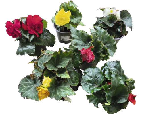 Diverse plante de begonie cu flori colorate în ghivece.