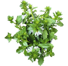 Plantă Scaevola cu frunze verzi și flori albe
