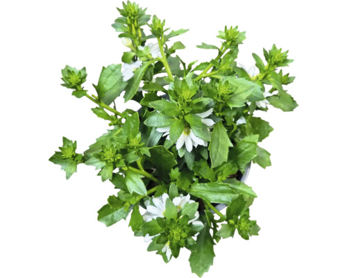 Plantă Scaevola cu frunze verzi și flori albe