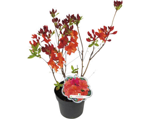 Azalee la ghiveci cu flori roșii