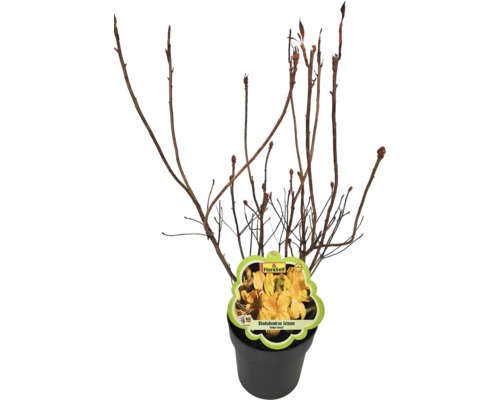 Rhododendron luteum în ghiveci