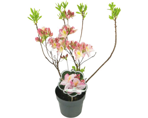 Azalee japoneză Satomi în ghiveci