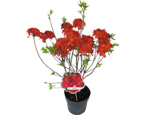 Azalee japoneză Parkfeuer în ghiveci cu flori roșii și frunze verzi.