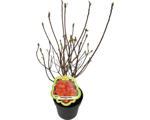 Rhododendron în ghiveci cu etichetă de flori