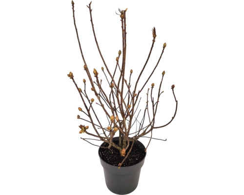 Plantă tânără în ghiveci cu lăstari mici