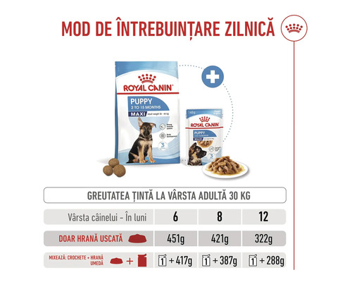 Royal Canin hrană pentru căței MAXI recomandări de hrănire pentru câini de talie mare