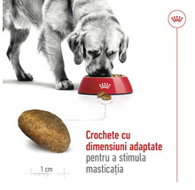 Un câine mănâncă hrană uscată dintr-un castron.