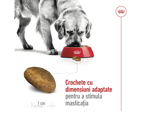 Un câine mănâncă hrană uscată dintr-un castron.