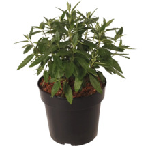 Plantă de mentă într-un ghiveci