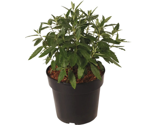 Plantă de mentă într-un ghiveci