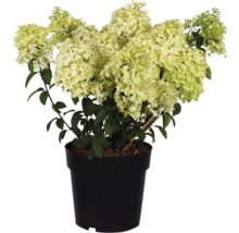 Hortensie paniculată în ghiveci negru